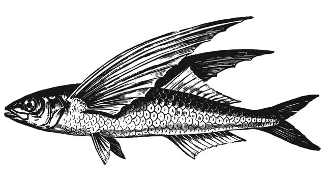 Vintage engraving of a flying fish with large pectoral fins, isolated on white background exocoetidae