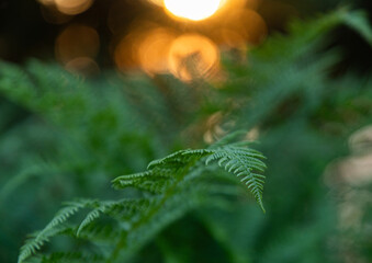 fresh green fern detail and golden bokeh © Melinda Nagy