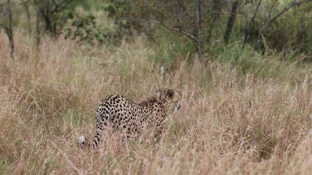 Cheetah Walking and Sitting Down in High Savanna Grass Back to Camera, Sabi Sands Game Reserve, South Africa