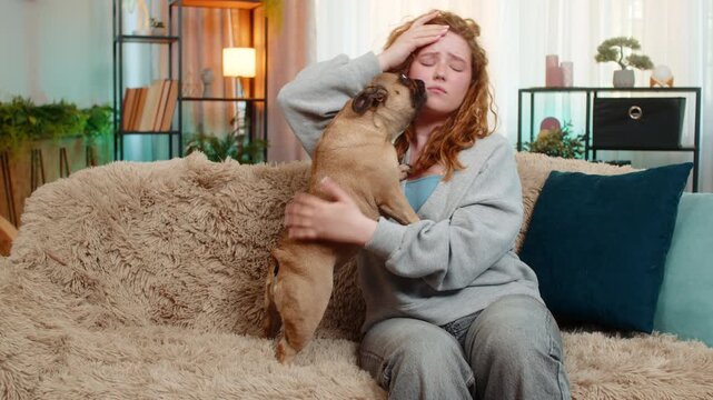 Young Caucasian redhead woman girl holds head in pain on home sofa, showing signs of headache and discomfort. Pug dog gently licks her face, expressing empathy, support and emotional sensitivity.