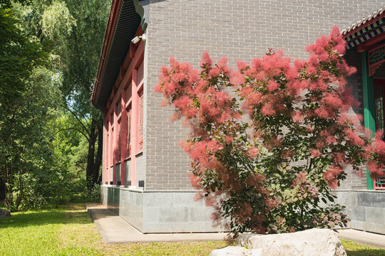 pink smokebush blooms near traditional chinese building with grey brick wall. beautiful smokebush adds natural charm to historic asian architecture. smokebush creates peaceful garden space