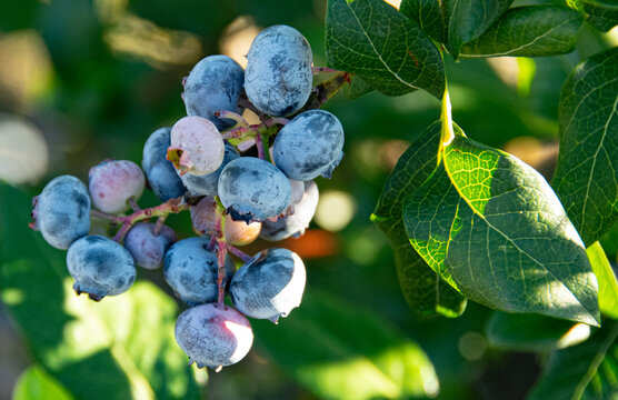 Ripe fresh blueberries on the bush during a summer harvest, emphasizing organic farming, healthy natural produce and garden picking in an outdoor farm setting.