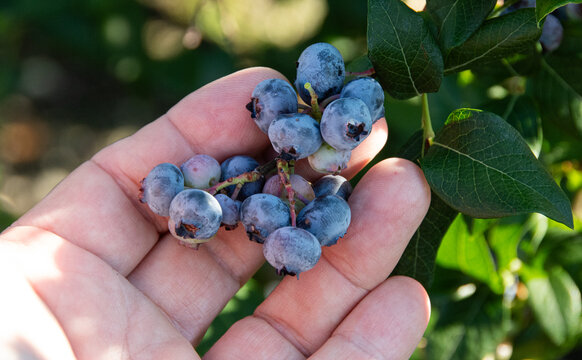 Close-up of a hand gently holding ripe fresh blueberries on the bush during a summer harvest, emphasizing organic farming, healthy natural produce and garden picking in an outdoor farm setting.