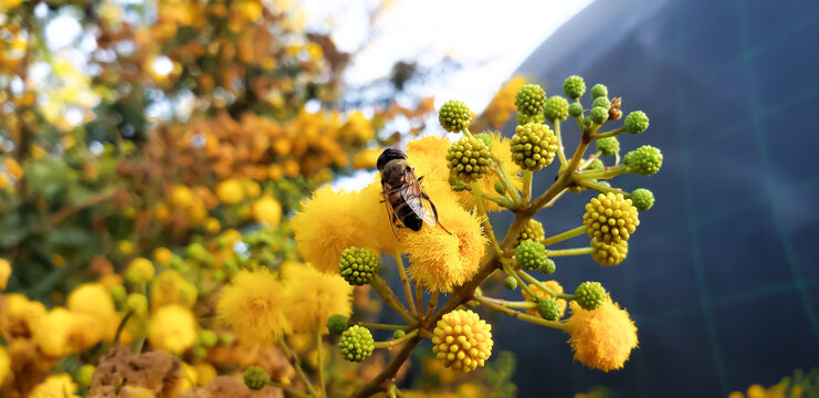 Syrphid fly pollinating a yellow mimosa flower, close-up macro photography
yellow flowers and blue sky