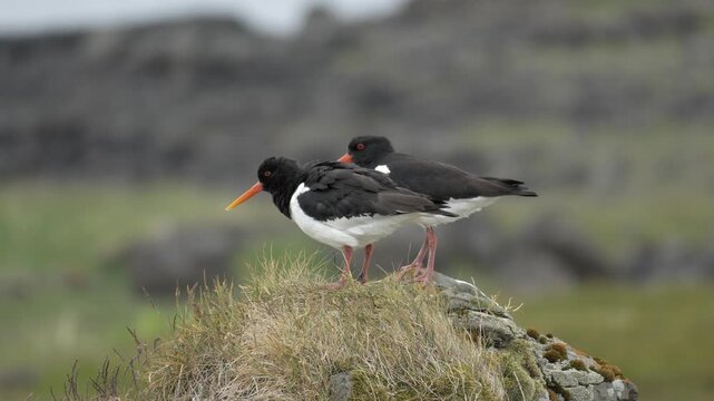 Eurasian Oystercatcher Shaking Water off Body in Iceland 4K Wildlife Footage