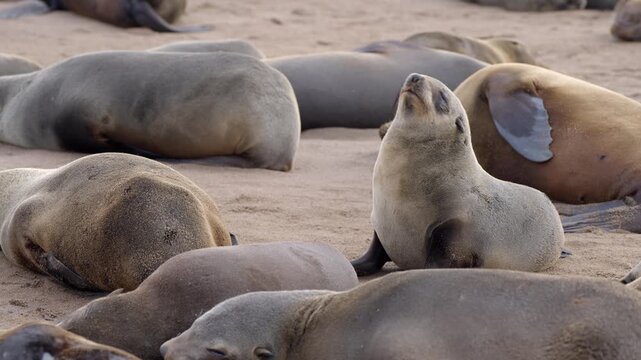 Seals at Cape Cross Seal Reserve, one of the largest colonies of Cape fur seals in the world, on the Skeleton Coast in Namibia.