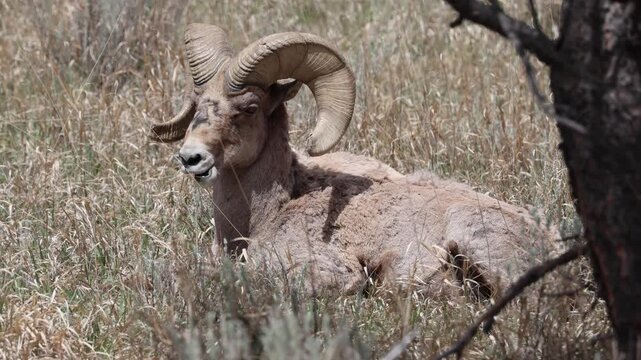 Bighorn Sheep resting under a tree &ndash; close-up.
