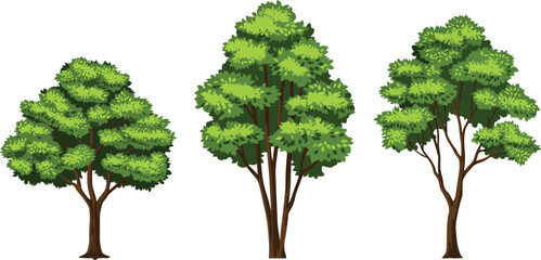 Three green leafy trees with brown trunks on a white background Keywords: trees, green, leafy, foliage, nature, plant, botanical, flora © MdMominur