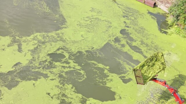 Aquatic Weed Harvester Clearing Dense Green Algae From a Local River During the Daytime