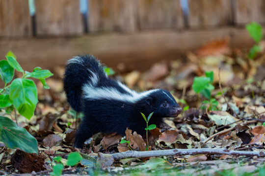 An adorable baby skunk walks through dry garden leaves