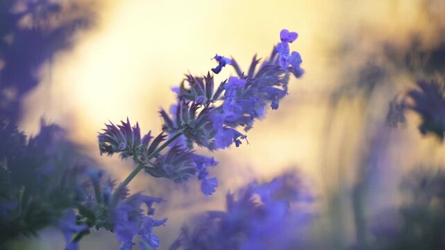 Close-up of a bumblebee pollinating purple catmint flowers in soft evening light with beautiful bokeh.  Finland