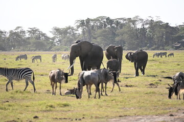 Fototapeta premium plains of amboseli national park in kenya, elephants, zebras, wilderbeest, antelopes in perfect harmony