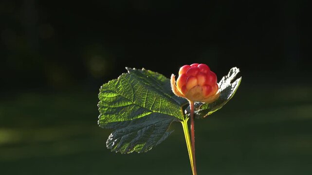 Close-up of a wild cloudberry and leaves in soft evening light against a dark background. Finland