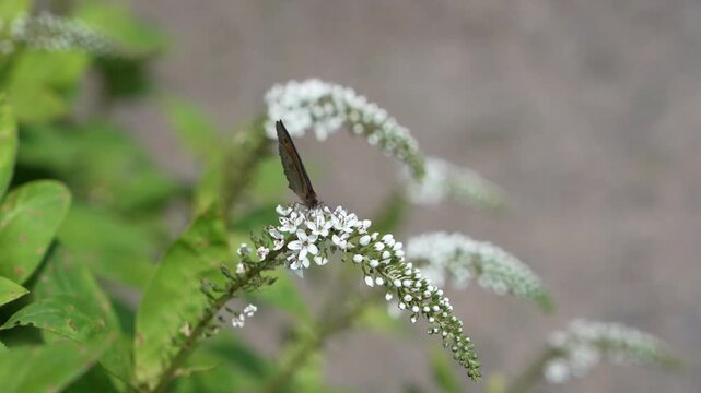 Close up of small butterfly resting on blooming gooseneck loosestrife, Lysimachia clethroides. Pollinator activity, insect behavior, botany, and nature