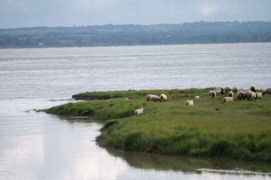 Large flock of sheep grazes freely in lush green pastures near Mont-Saint-Michel in Normandy, salt marshes and wetlands provide ideal grazing grounds for these traditional farming animals