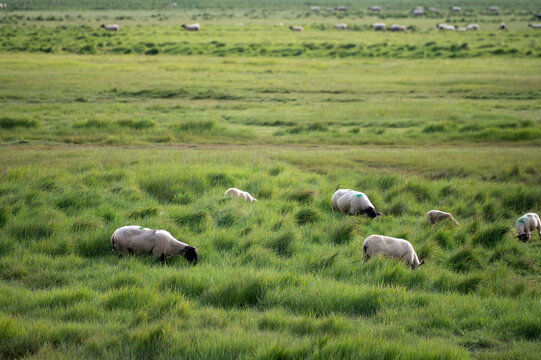 Large flock of sheep grazes freely in lush green pastures near Mont-Saint-Michel in Normandy, salt marshes and wetlands provide ideal grazing grounds for these traditional farming animals