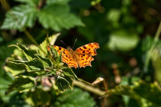 Comma butterfly Polygonia c album resting on stinging nettle leaves in summer

