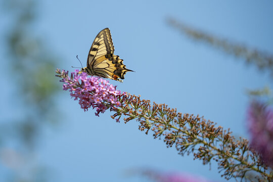 Old World swallowtail butterfly (Papilio machaon) on purple flowers