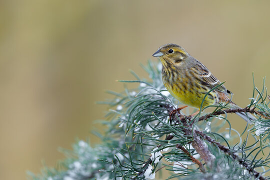 Yellowhammer Perched on Snow Covered Pine Branch with Copy Space