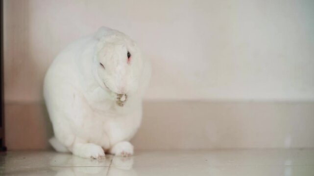 Domestic white bunny grooming itself, cleaning and cleaning its paws, ears and face