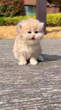 Adorable Fluffy Kitten Yawning