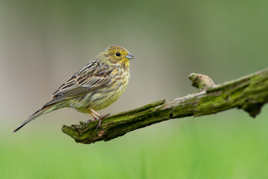 Yellowhammer Perched on Mossy Branch with Soft Green Background