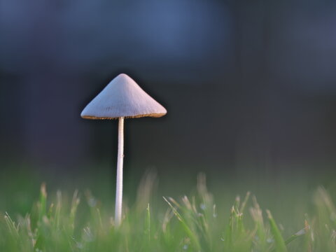 Tokyo,Japan-July 14, 2026: White Dunce Cap or Conocybe apala on the lawn in the morning