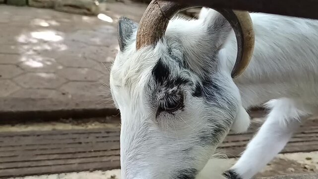 Kepala kambing yang bertanduk melengkung 