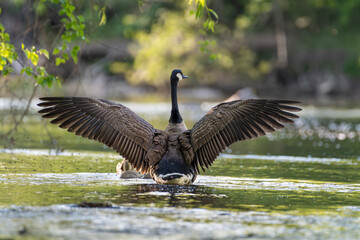 Canada Geese Strecthes its wing with Goslings floating down a creek © Photovagant