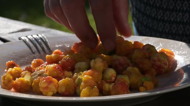 Close-up of an elderly woman's hands sorting wild cloudberries on a white plate in a garden in beautiful evening light. Finland
