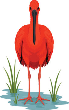 scarlet ibis wading in shallow pond, front view full body, highly detailed, flat vector illustration