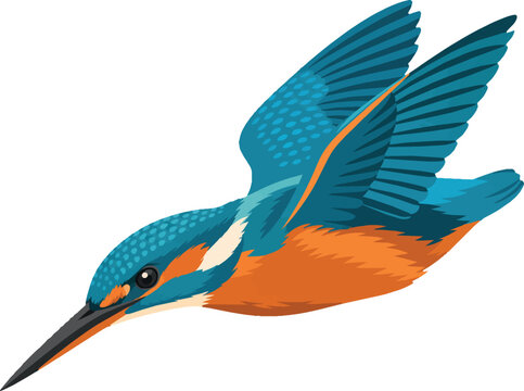 kingfisher diving side profile close-up, flat vector illustration