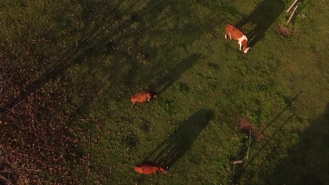 Drone Cinematography: Capturing the Unseen World