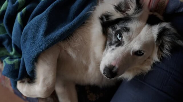 Top down view of a cute border collie with blue eyes lying on a sofa, covered with a cozy blue blanket. The dog looks at the camera