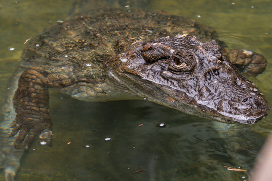 Broad-Snouted Caiman
