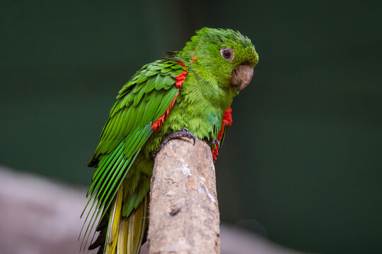 White-Eyed Parakeet