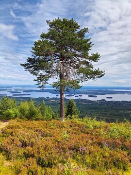 Lone pine tree overlooking Lake Siljan from Gesundaberget in Dalarna, Sweden, with panoramic views of forests, islands and dramatic summer clouds. Scenic Nordic landscape.