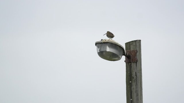 Common Snipe Perched on Street Lamp and Flying Away in Iceland 4K Wildlife Footage