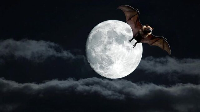 Silhouette of a Bat Flying Across a Large Bright Full Moon at Night