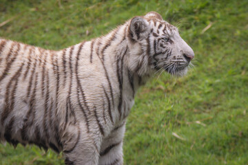 Bengal Tiger © Lucas