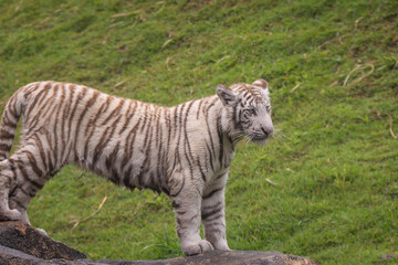 Bengal Tiger © Lucas