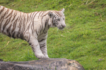Bengal Tiger © Lucas