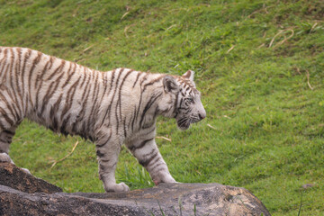 Bengal Tiger © Lucas