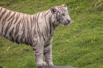 Bengal Tiger © Lucas