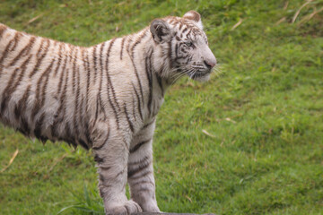 Bengal Tiger © Lucas