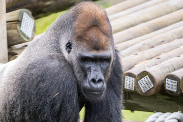 Western Lowland Gorilla © Lucas
