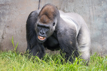 Western Lowland Gorilla © Lucas