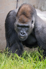 Western Lowland Gorilla © Lucas
