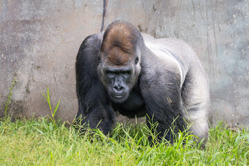Western Lowland Gorilla © Lucas