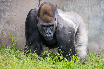 Western Lowland Gorilla © Lucas